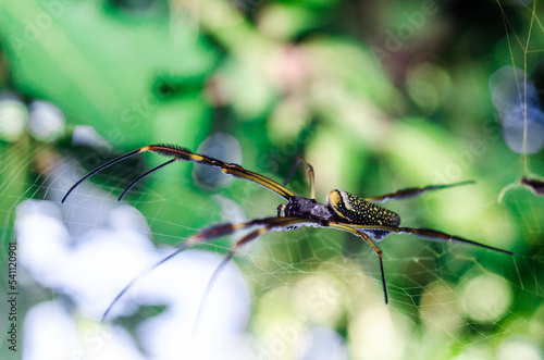 The golden silk weaver spider (Nephila clavipes) (ID: 541120901)