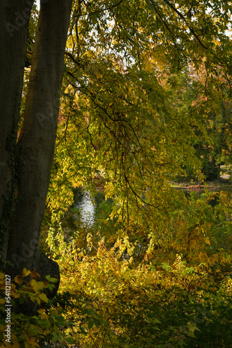 A yellow tree by a pond in the autumn