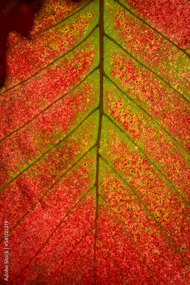 Obraz premium Macro detail of the veins, xylem, and phloem cells of a swamp white oak (quercus bicolor) leaf in autumn mid color-change.