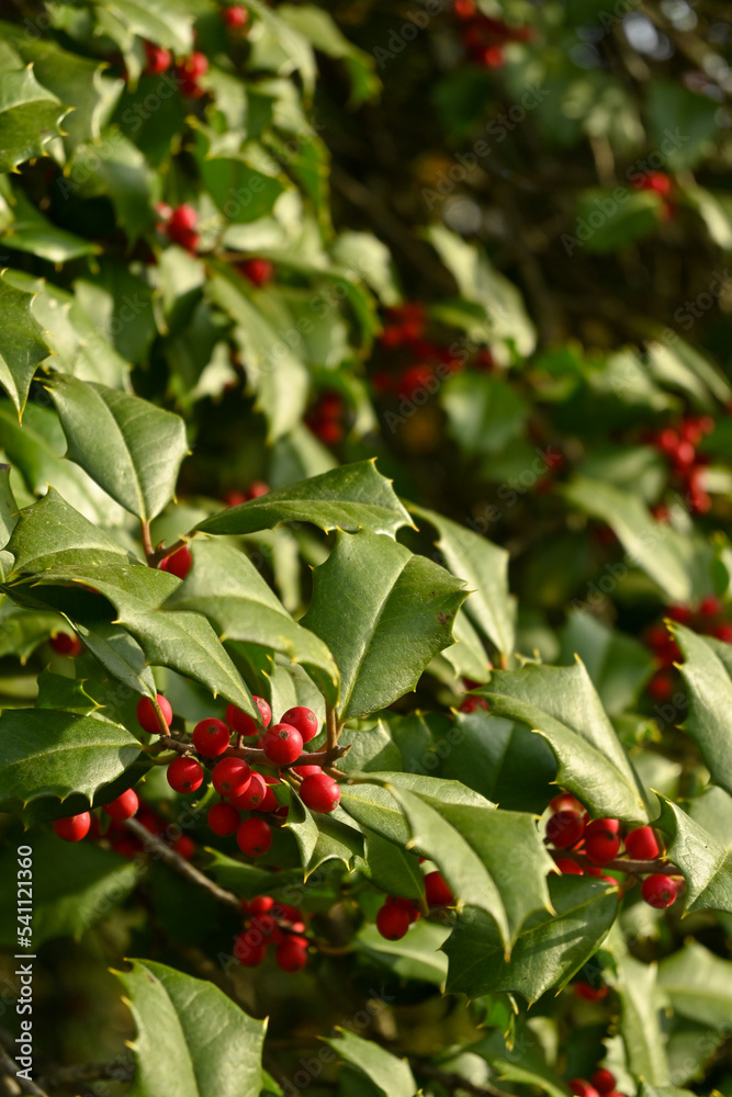 Holly with berries at sunrise