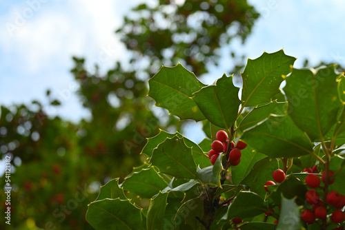 Backlit holly and berries photo