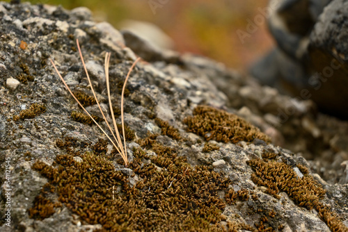 Moss and fir needles on a rock