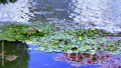 The blooming aquatic plants of Nymphaea on the lake photo