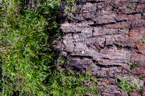 Old tree close-up with bark overgrown with moss.