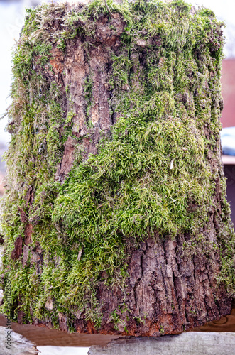 Old tree close-up with bark overgrown with moss.