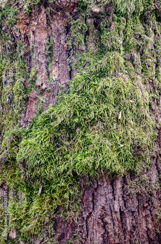 Old tree close-up with bark overgrown with moss.