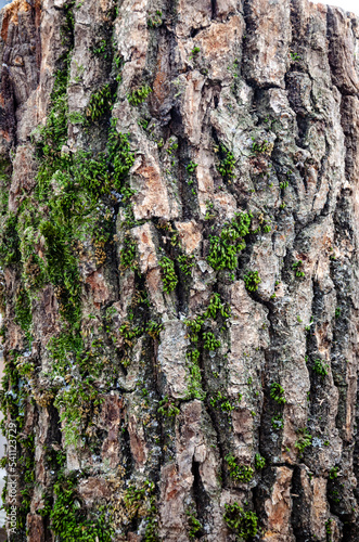 Old tree close-up with bark overgrown with moss.