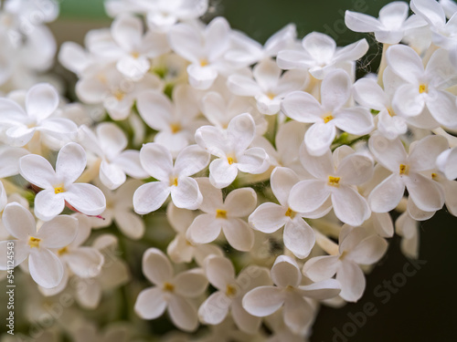 White Blooming Lilac Flowers in spring with blured background