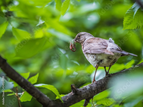 Fieldfare collects worms for its chicks. Fieldfare, Turdus pilaris. Bird sits on branch with beak full of worms. © Dmitrii Potashkin
