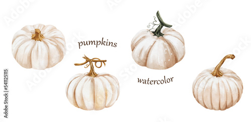 Collection of White Pumpkins Watercolor vector illustration design