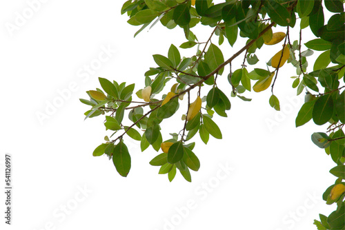 green leaf or branches isolated on white background.Is a fresh green branch natural looking in summer.Can be used in graphics to create the image.