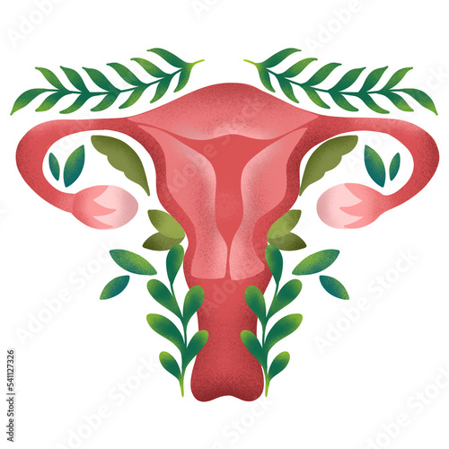 Utero, mujer, aparato reproductor femenino photo