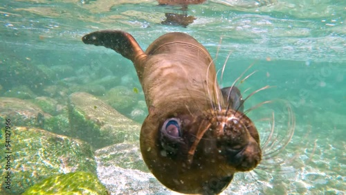 Sea Lion Pup Playing Under Water