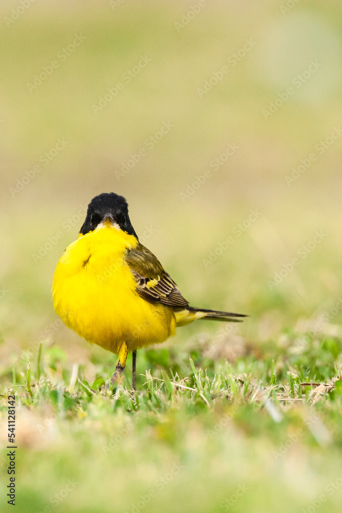 Fototapeta premium Balkankwikstaart, Black-headed Wagtail, Motacilla feldegg