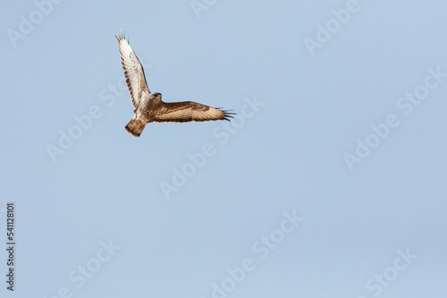 Steppebuizerd, Steppe Buzzard, Buteo buteo vulpinus photo
