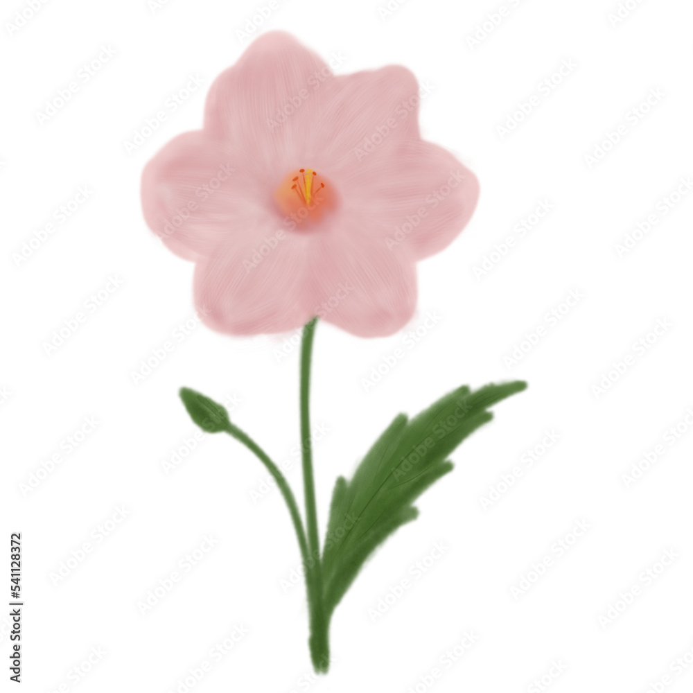 pink rose isolated on white pink rose isolated on white
