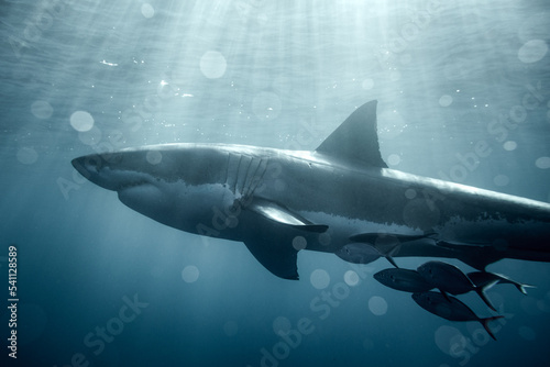 Photography Great White Shark