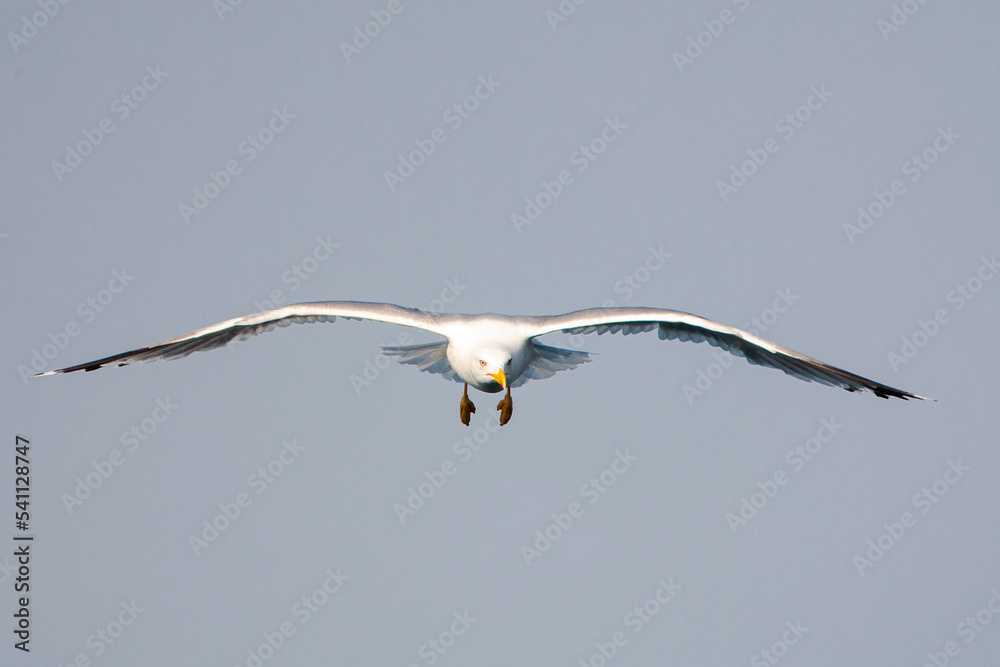 Yellowlegged Gull, Larus michahellis michahellis StockFoto Adobe Stock