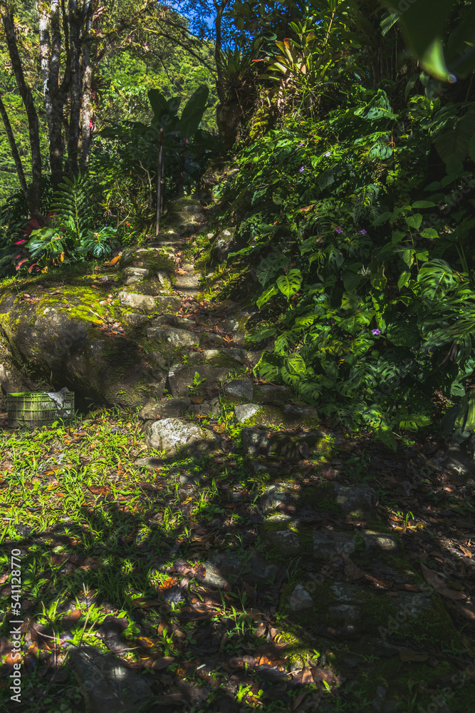 Fototapeta premium forest in the morning