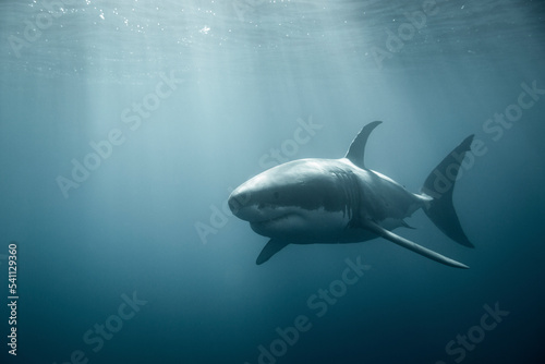 Great White Shark © Nautilus Creative