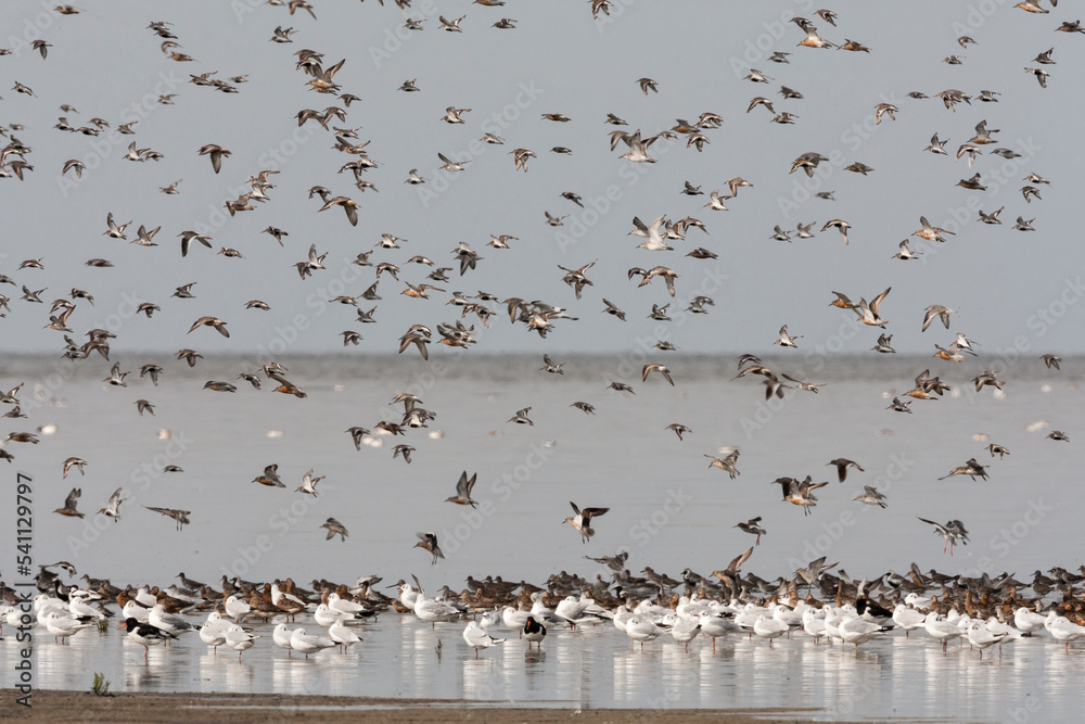 Vogels op Waddenzee, Birds at Wadden Sea