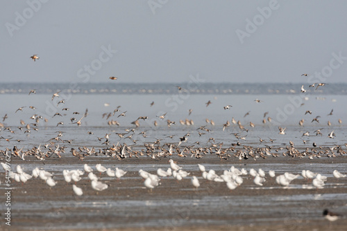 Vogels op Waddenzee  Birds at Wadden Sea