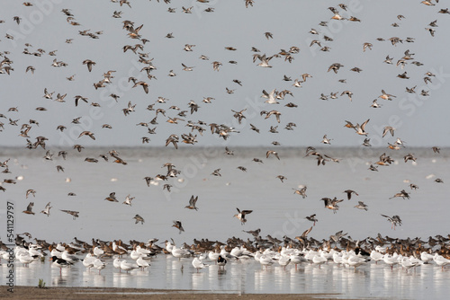 Obraz na płótnie Vogels op Waddenzee, Birds at Wadden Sea w salonie