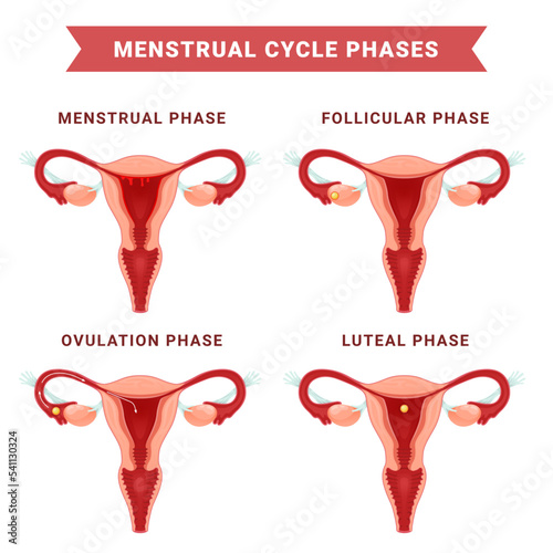 Menstrual cycle phases process medical scheme with names vector flat gynecology menstruation period