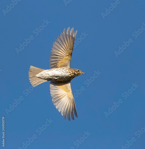 Obraz na płótnie Zanglijster, Song Trush, Turdus philomelos w salonie