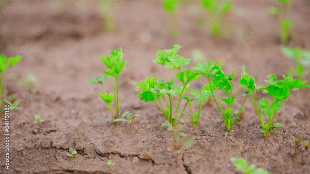 Smooth camera movement around a young growing green parsley close-up in a garden bed. Growing natural herbs in the home. Parsley leaves close-up on a blurred background in the soil Smooth camera movement around a young growing green parsley close-up in a garden bed. Growing natural herbs in the home. Parsley leaves close-up on a blurred background in the soil