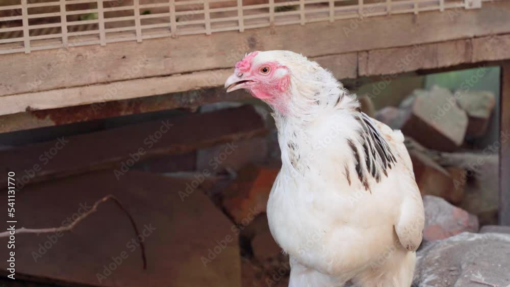 White chicken close-up panting through its beak White chicken close-up panting through its beak