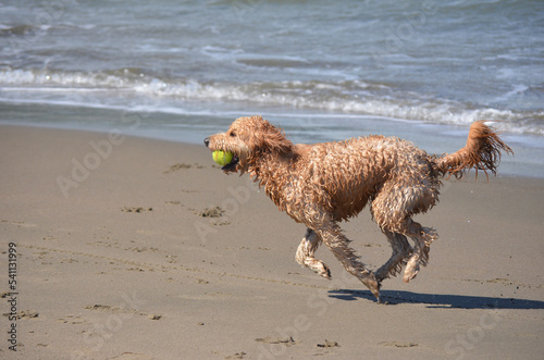 Dog running and holding a tennis ball in its mouth after catching it at the shore of a beach in San Francisco bay area, California