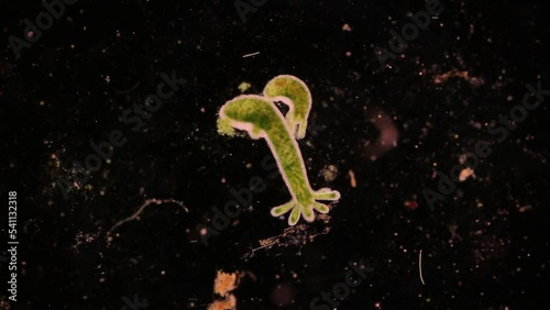 Hydra is a genus of small, fresh-water animals of the phylum Cnidaria and class Hydrozoa under the microscope for education. photo
