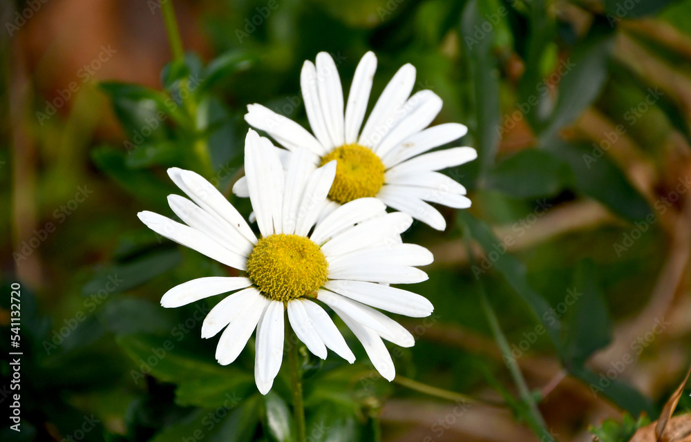 ハマギク Nippon daisy ハマギク Nippon daisy