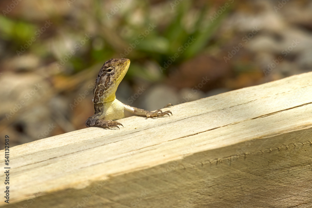 Australian Dragon Lizard Watching Australian Dragon Lizard Watching