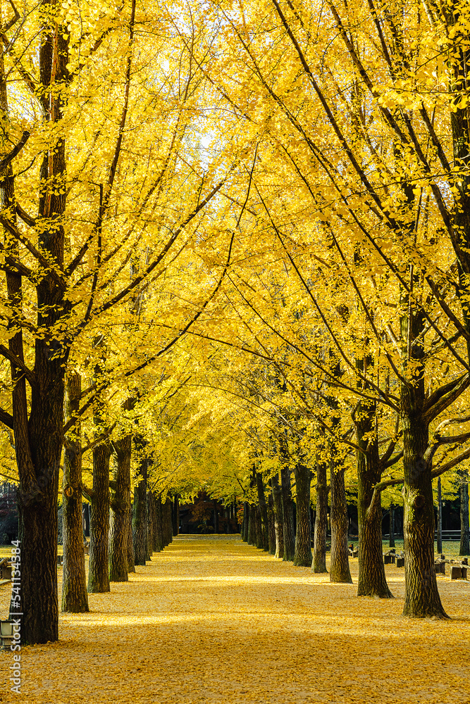 Naklejka premium 가을