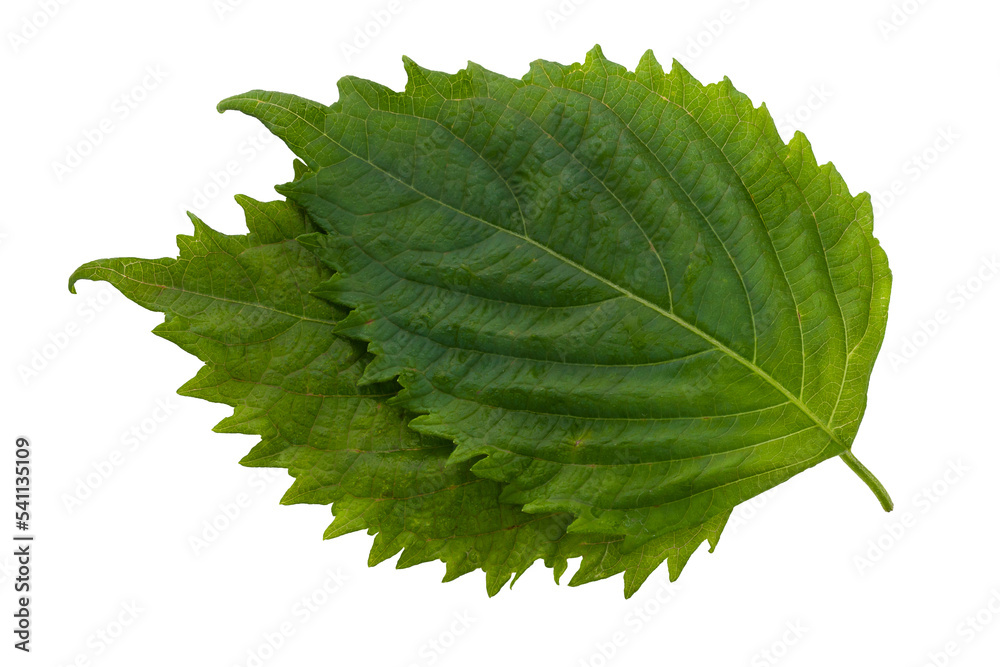 Fresh Green Shiso or Oba leaf isolated on alpha background. - obrazy, fototapety, plakaty 