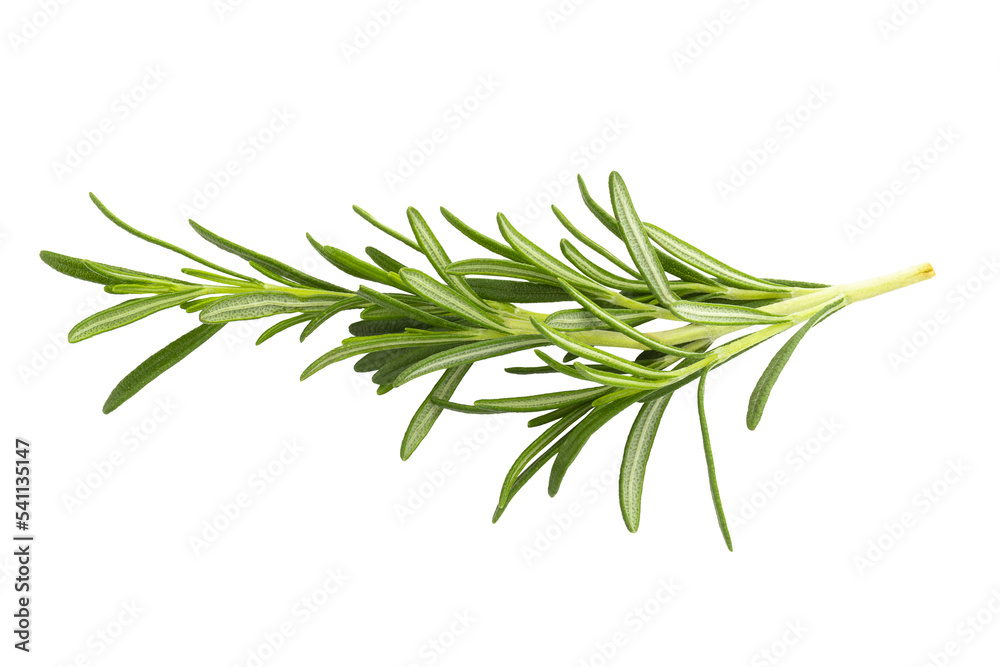 Rosemary leaf herbal is spices isolated on alpha background - obrazy, fototapety, plakaty 
