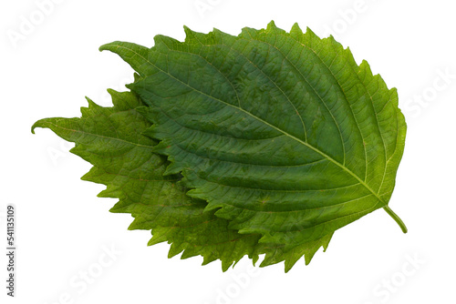 Fresh Green Shiso or Oba leaf isolated on alpha background. photo