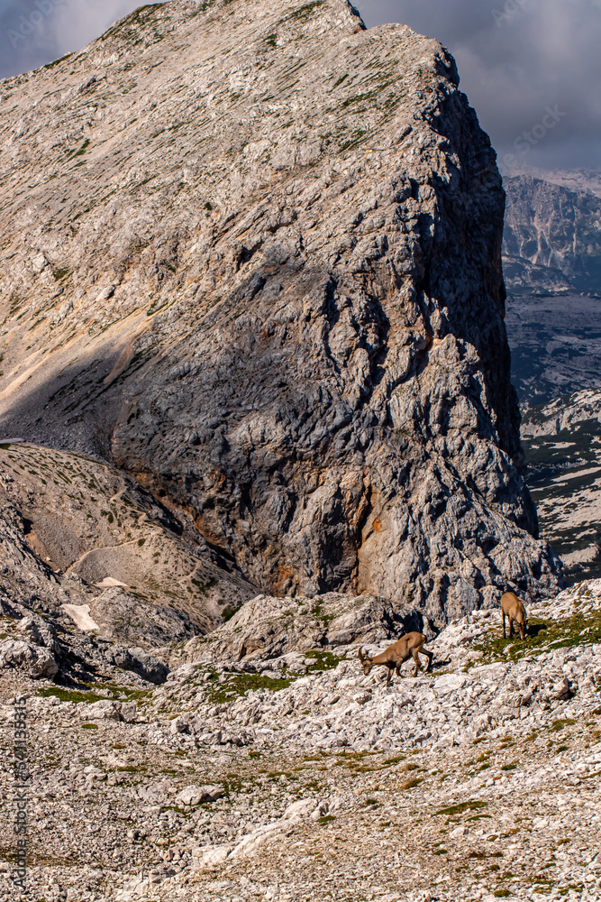 Alpine ibex picture taken in Julian alps, Slovenia Alpine ibex picture taken in Julian alps, Slovenia
