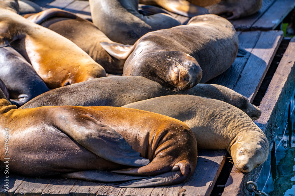 Sea lions rest on a pier in San Francisco. Sea lions rest on a pier in San Francisco.