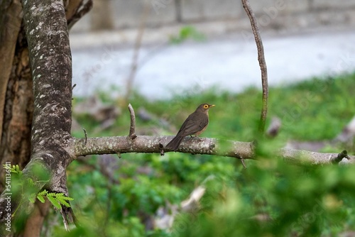 Close-up profile view of a Spectacled thrush perching on a tree branch photo