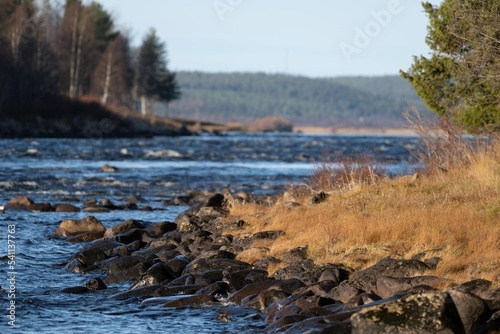 Fototapeta Naklejka Na Ścianę i Meble -  Autumn view of  The Torne rapids . Border river of Sweden and Finland