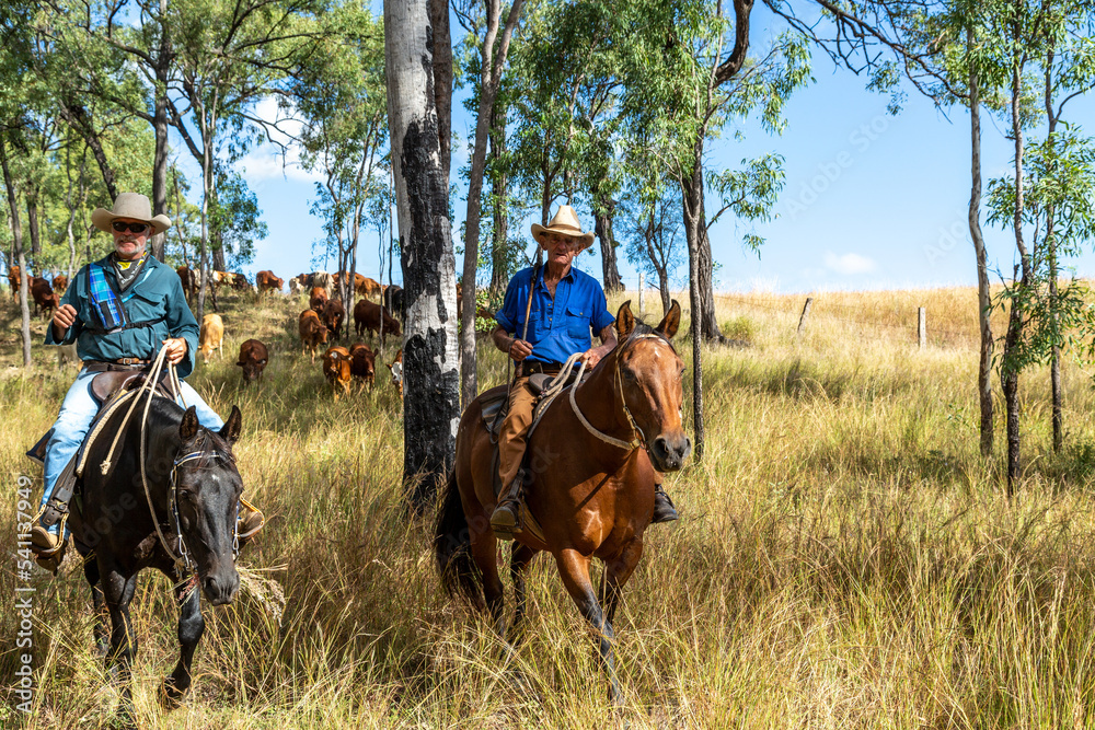 Two mature cattlemen on horseback leading a mob of cattle during muster. Two mature cattlemen on horseback leading a mob of cattle during muster.