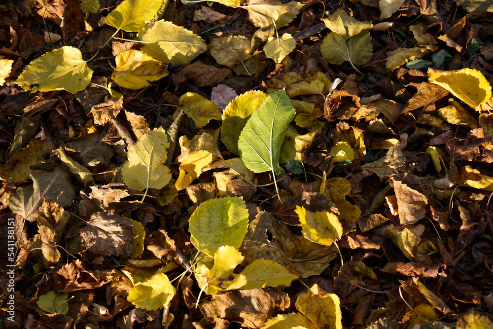 Yellow leaves on the ground in autumn. Change of season concept Yellow leaves on the ground in autumn. Change of season concept