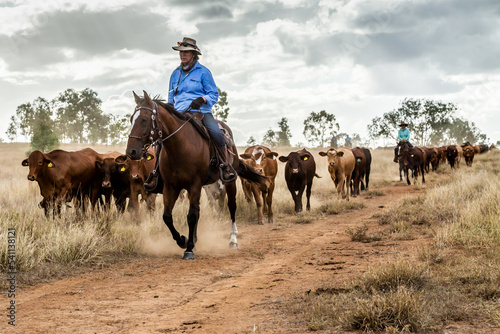 Two Caucasian women mustering a mob of cattle on the move in the dust. photo