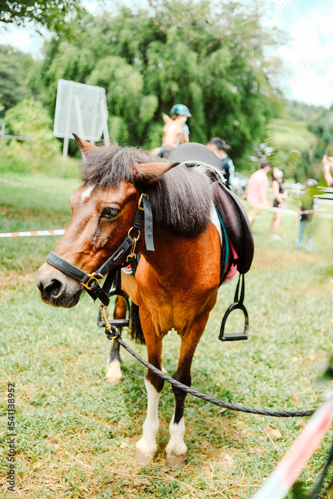 Brown Horse Brown Horse