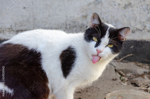 The muzzle of a funny, cute cat licking his lips. Selective focus.