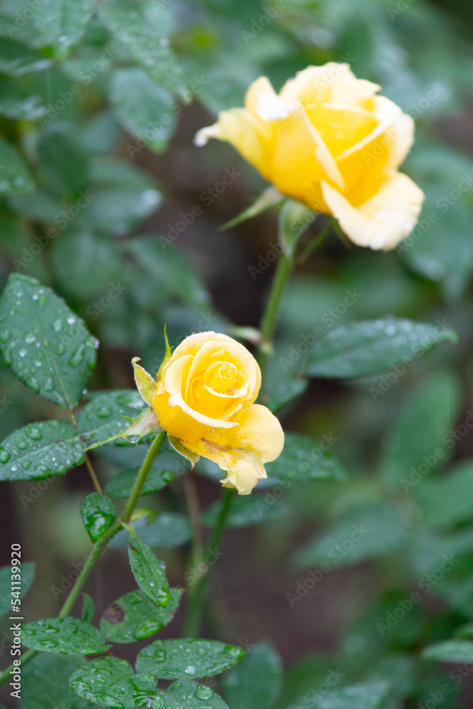 雨滴を纏った薔薇 雨滴を纏った薔薇