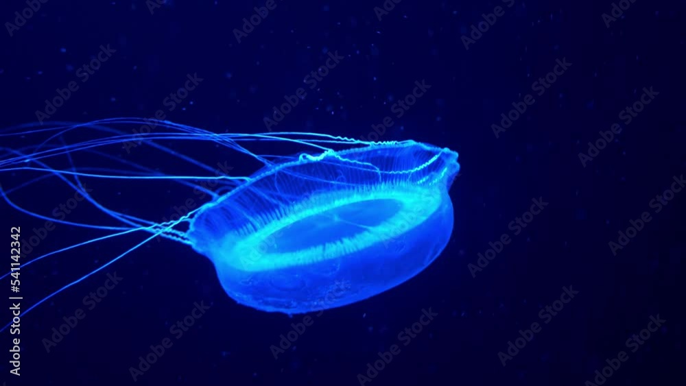 Adult crystal jelly, aldersladia magnificus, new genus and species of hydromedusa swimming and floating in the water, emit green bioluminescence, green fluorescent protein around the edge of its bell.